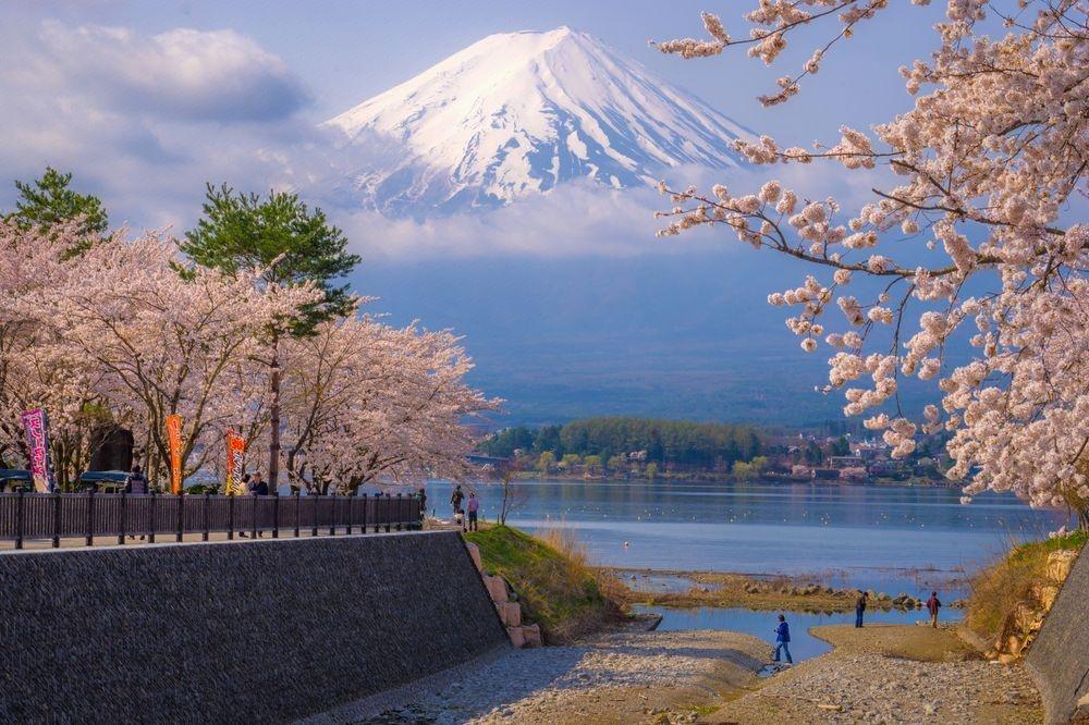 日本旅行唯美樱花风景摄影图片